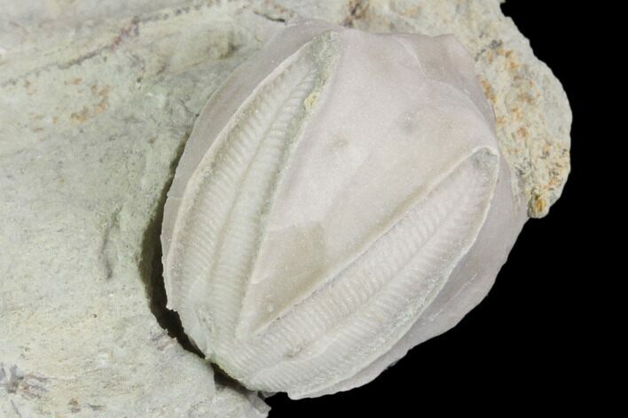 Blastoid (Pentremites) Fossil - Illinois #102269